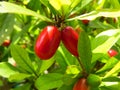 Closeup shot of red Miracle fruit on a branch in a garden on a sunny afternoon Royalty Free Stock Photo