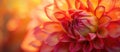 Closeup of a red and orange flower with a blurred background Royalty Free Stock Photo