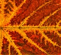 Closeup shot of red-orange maple autumn leaf Royalty Free Stock Photo