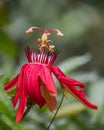 Closeup shot of a red passion flower, Passiflora racemosa. Royalty Free Stock Photo