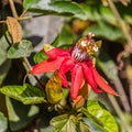 Closeup shot of a red passion flower in sunlight. Passiflora racemosa. Royalty Free Stock Photo