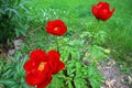 Closeup shot of red peony flowers in the garden Royalty Free Stock Photo