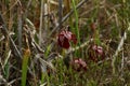 Closeup shot of a red Pitcher plant in Apalachicola National Forest Royalty Free Stock Photo