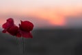 Closeup shot of red poppies during sunset with a blurry background Royalty Free Stock Photo