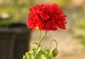 Closeup shot of a red poppy flower against a blurry background Royalty Free Stock Photo
