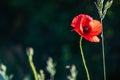 Closeup shot of a red poppy flower behind a blurry background Royalty Free Stock Photo