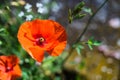 Closeup shot of a red poppy flower behind a blurry background Royalty Free Stock Photo