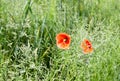 Closeup shot of red poppy flowers in a green field Royalty Free Stock Photo