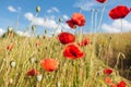 Closeup shot of the red poppy flowers in the yellow wheat meadow Royalty Free Stock Photo