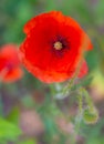 Closeup shot of a red poppy under sunlight Royalty Free Stock Photo