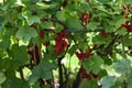 Closeup shot of red redcurrant berries Royalty Free Stock Photo