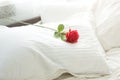 Closeup shot of red rose lying on white pillow at bed Royalty Free Stock Photo