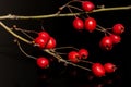Closeup shot of red rosehips growing on the branch, on a black background