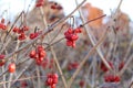 Closeup shot of red rowan berries on a rowan tree in wintertime Royalty Free Stock Photo