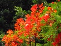 closeup shot of red Royal Poinciana flowers in a garden Royalty Free Stock Photo