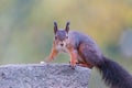 Closeup shot of a red squirrel with a black furry tail standing on a stone and looking at the camera Royalty Free Stock Photo