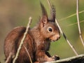 Closeup shot of a Red squirrel, with fluffy ears, holding a nut, in the bare treetop, on a sunny day Royalty Free Stock Photo