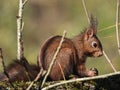 Closeup shot of a Red squirrel, with fluffy ears, holding a nut, on a tree trunk, on a sunny day Royalty Free Stock Photo