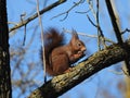 Closeup shot of a Red squirrel, with a fluffy tail, eating a nut, on a tree branch, on a sunny day Royalty Free Stock Photo