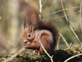 Closeup shot of a Red squirrel, with a fluffy tail, eating a nut, on a tree trunk, on a sunny day Royalty Free Stock Photo