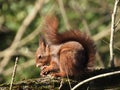 Closeup shot of a Red squirrel, with a fluffy tail, eating a nut, on the tree trunk, on a sunny day Royalty Free Stock Photo