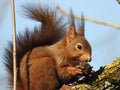 Closeup shot of a Red squirrel, with a fluffy tail, eating a nut, on the tree trunk, on a sunny day Royalty Free Stock Photo