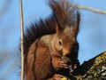 Closeup shot of a Red squirrel, with a fluffy tail, eating a nut, on the tree trunk, on a sunny day Royalty Free Stock Photo