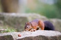 Closeup shot of a Red squirrel on a stone, eating hazelnut, in the park, surrounded by hazelnuts Royalty Free Stock Photo