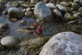 Closeup shot of a red on the stones in the river Royalty Free Stock Photo