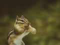 Closeup Shot Of A Red-tailed Chipmunk Eating A Peanut With A Blur Background
