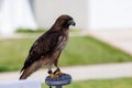 Closeup shot of red-tailed hawk with a rope on its leg standing on a metal column