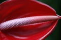 Closeup shot of a red tropical Anthurium andraeanum flower