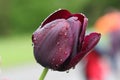 Closeup shot of a red tulip flower with water droplets on a blurred background Royalty Free Stock Photo