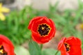 Closeup shot of a red tulip in a garden with a blurred background Royalty Free Stock Photo