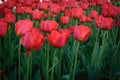 Closeup shot of red tulips blossoming in the garden Royalty Free Stock Photo