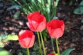 Closeup shot of red tulips in a garden Royalty Free Stock Photo