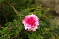 Closeup shot of Red white rose flower in the garden Royalty Free Stock Photo