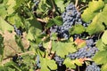 Closeup shot of red wine grapes in a vineyard on a sunny day in Lodi, California