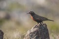 Closeup shot of a red-winged blackbird perched on a rock formation with a blurred background Royalty Free Stock Photo