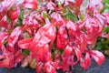 Closeup shot of red Winged euonymus