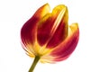 Closeup shot of a red and yellow tulip isolated on a white background Royalty Free Stock Photo