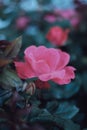 Closeup shot of a reddish rose on a shrub