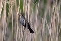 Closeup shot of a redwing bird perching on dried grass against a blurred background Royalty Free Stock Photo