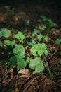 Closeup shot of redwood sorrel