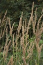 Closeup shot of reedgrass on a blurred background Royalty Free Stock Photo
