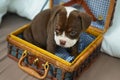 Closeup shot of a Renascence Bulldogge in the box