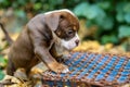 Closeup shot of a Renascence Bulldogge in the garden