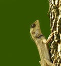 Closeup shot of a resting cute lizard holding on a tree branch on a green background Royalty Free Stock Photo