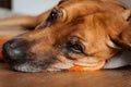 Closeup shot of Rhodesian ridgeback lying on the floor Royalty Free Stock Photo