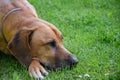 Closeup shot of Rhodesian ridgeback lying on green grass Royalty Free Stock Photo